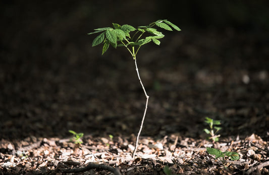 Blossom x Manchester City of Trees