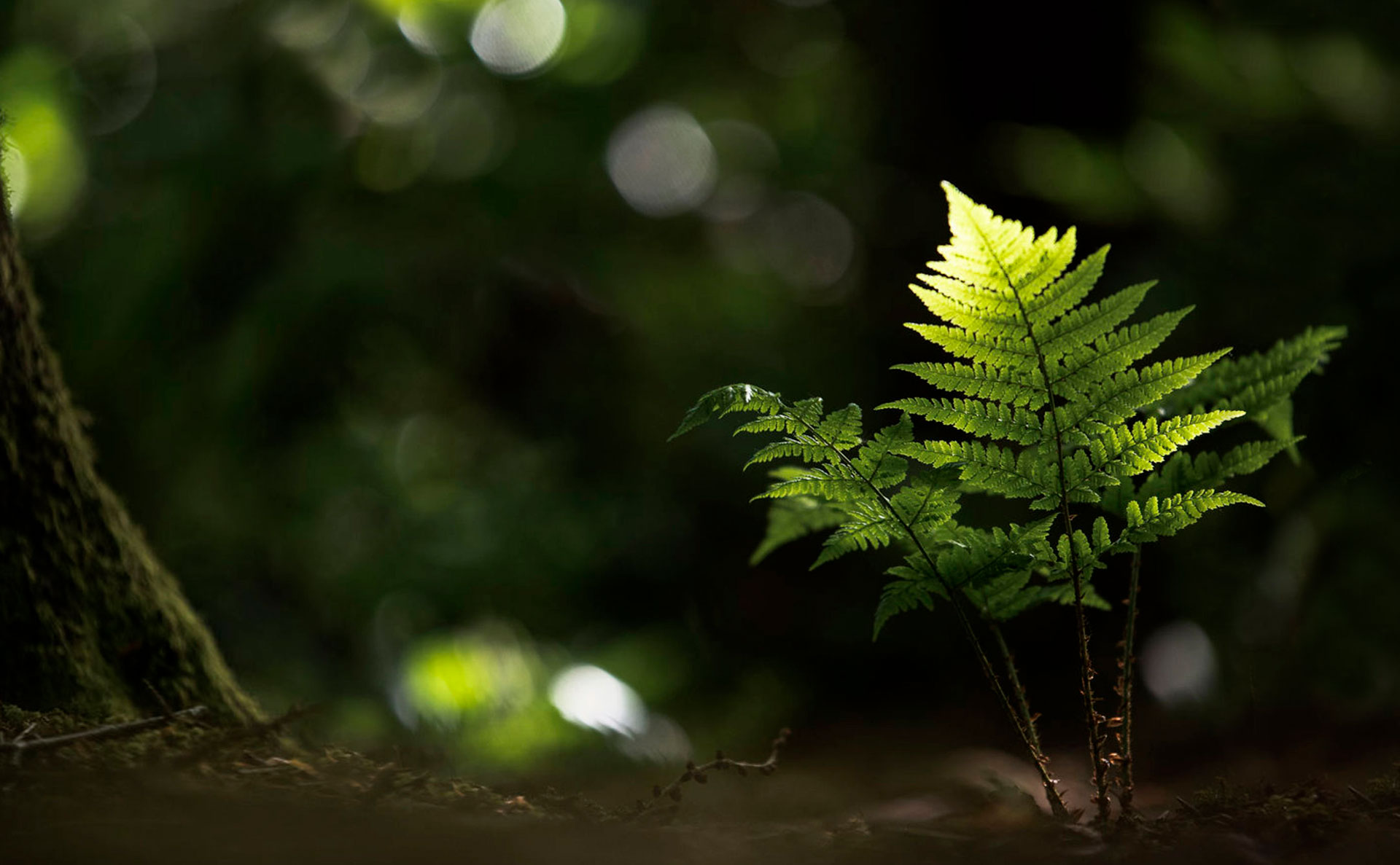 Manchester Speciality Coffee Roasters Blossom Coffee Roasters